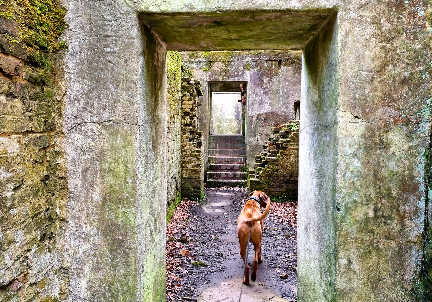 Dog Walk at Chilworth Gunpowder Mills